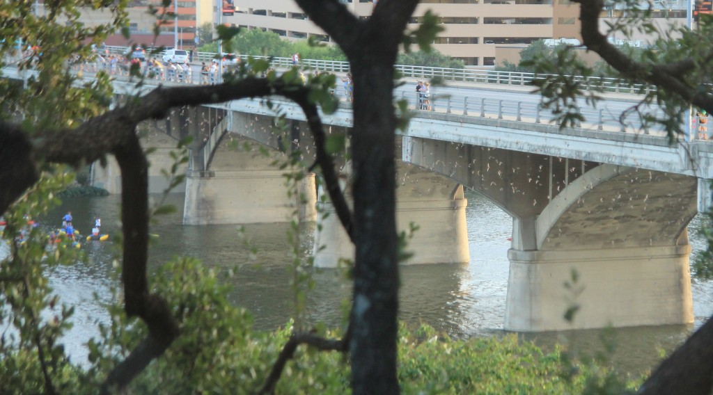 The "Bat Bridge" in Austin, Texas. 1.5 million Mexican Tailless Bats live there!