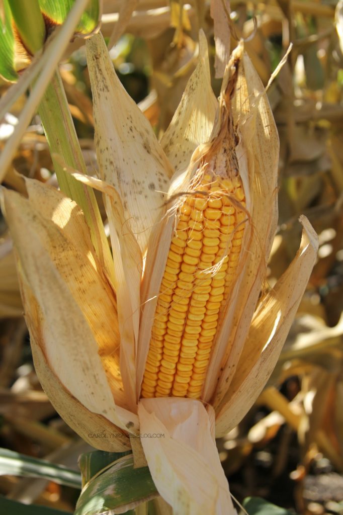 Mature Field Corn